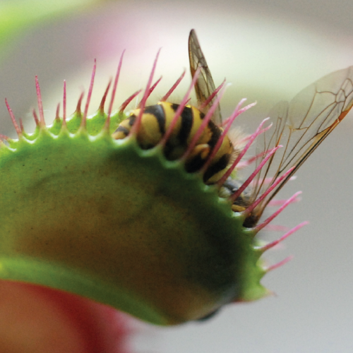 isci_attract-and-retain-traffic