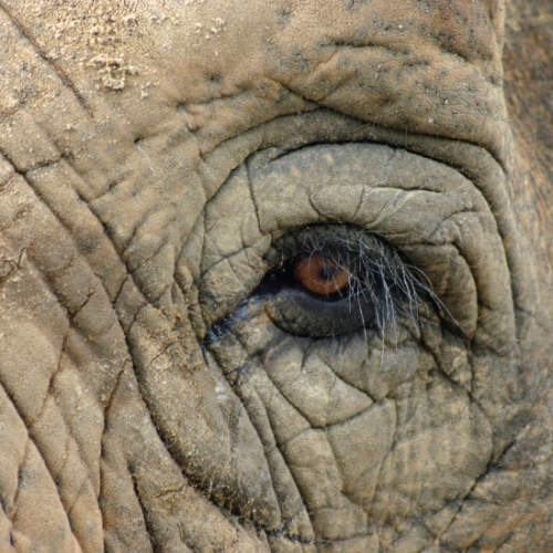 isci_blog_images_elephant