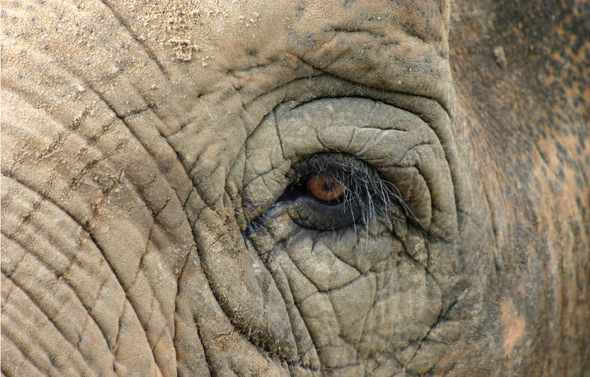 isci_blog_images_elephant