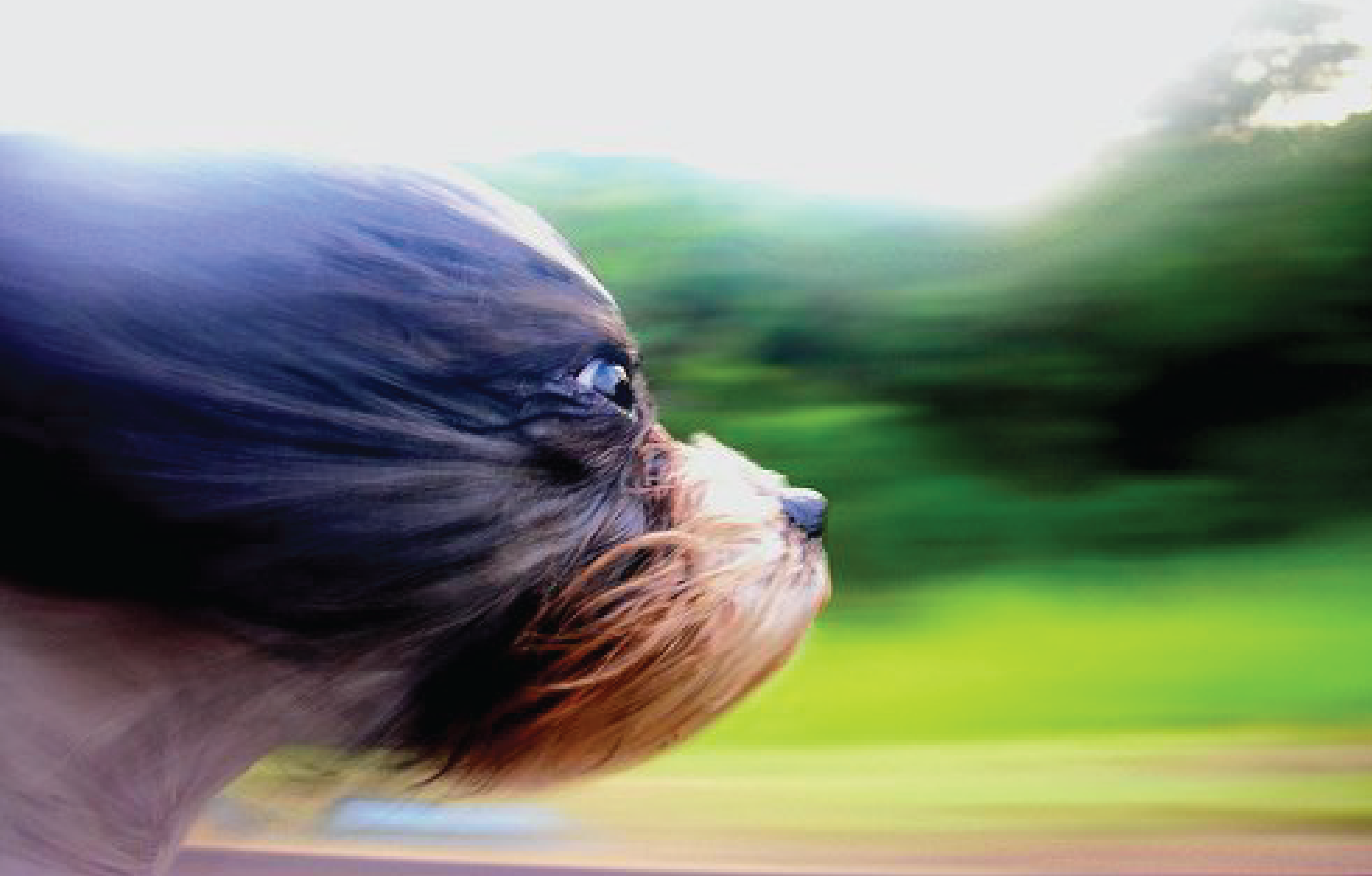 isci_blog_images_naturally-01